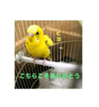 セキセイインコのスタンプ その7（個別スタンプ：26）