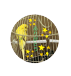 セキセイインコのスタンプ その7（個別スタンプ：29）