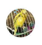 セキセイインコのスタンプ その7（個別スタンプ：30）