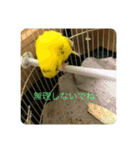 セキセイインコのスタンプ その7（個別スタンプ：31）