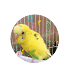 セキセイインコのスタンプ その7（個別スタンプ：32）