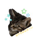 ⭐️スーパー猫の日記念⭐️（個別スタンプ：1）