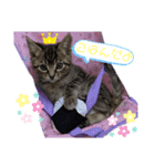 ⭐️スーパー猫の日記念⭐️（個別スタンプ：2）