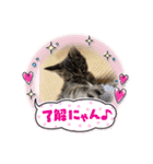 ⭐️スーパー猫の日記念⭐️（個別スタンプ：4）