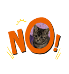 ⭐️スーパー猫の日記念⭐️（個別スタンプ：7）