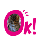 ⭐️スーパー猫の日記念⭐️（個別スタンプ：8）