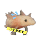 かわいいウーパールーパーの赤ちゃん（個別スタンプ：3）