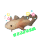 かわいいウーパールーパーの赤ちゃん（個別スタンプ：8）