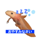 かわいいウーパールーパーの赤ちゃん（個別スタンプ：10）