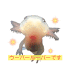 かわいいウーパールーパーの赤ちゃん（個別スタンプ：11）