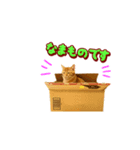 いろんな表情の茶ねこスタンプ（個別スタンプ：28）