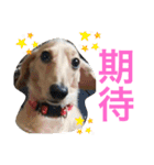 あにまるずパック（個別スタンプ：1）
