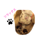 あにまるずパック（個別スタンプ：6）