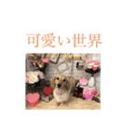 あにまるずパック（個別スタンプ：7）