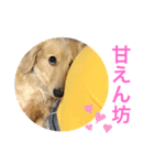 あにまるずパック（個別スタンプ：8）
