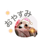 あにまるずパック（個別スタンプ：10）
