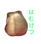 あにまるずパック（個別スタンプ：17）