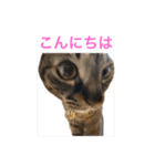 あにまるずパック（個別スタンプ：21）
