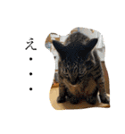 あにまるずパック（個別スタンプ：22）