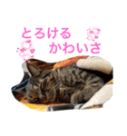 あにまるずパック（個別スタンプ：24）