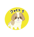 キュートなシーズー犬（個別スタンプ：19）