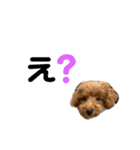 おいぬとにんげん（個別スタンプ：2）