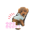おいぬとにんげん（個別スタンプ：6）