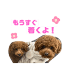 おいぬとにんげん（個別スタンプ：7）