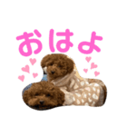おいぬとにんげん（個別スタンプ：11）