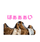 おいぬとにんげん（個別スタンプ：16）