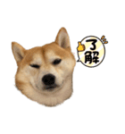 mameshiba.latte part.1（個別スタンプ：1）