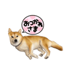 mameshiba.latte part.1（個別スタンプ：2）