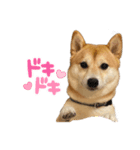 mameshiba.latte part.1（個別スタンプ：8）