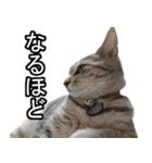 かわ猫もかみちゃん（個別スタンプ：3）