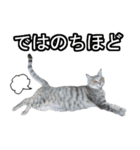 かわ猫もかみちゃん（個別スタンプ：10）