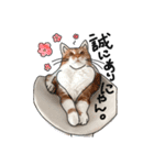 猫のシャロとロタ1（個別スタンプ：4）