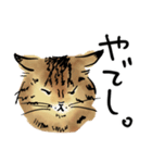 ポンポコおなかのキジトラぴーや（個別スタンプ：2）