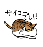 ポンポコおなかのキジトラぴーや（個別スタンプ：5）