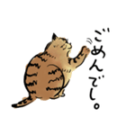ポンポコおなかのキジトラぴーや（個別スタンプ：9）