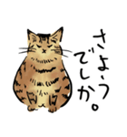 ポンポコおなかのキジトラぴーや（個別スタンプ：13）