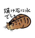 ポンポコおなかのキジトラぴーや（個別スタンプ：15）