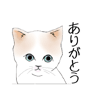 Stickers_cats_a 猫のスタンプ（個別スタンプ：15）