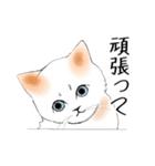 Stickers_cats_a 猫のスタンプ（個別スタンプ：17）