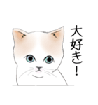 Stickers_cats_a 猫のスタンプ（個別スタンプ：30）