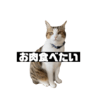 〇〇 食べたい（個別スタンプ：3）