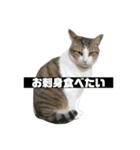 〇〇 食べたい（個別スタンプ：5）