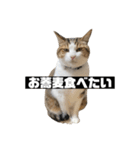 〇〇 食べたい（個別スタンプ：11）