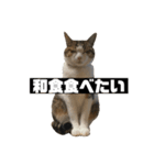 〇〇 食べたい（個別スタンプ：16）