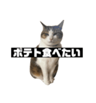 〇〇 食べたい（個別スタンプ：18）