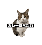 〇〇 食べたい（個別スタンプ：22）